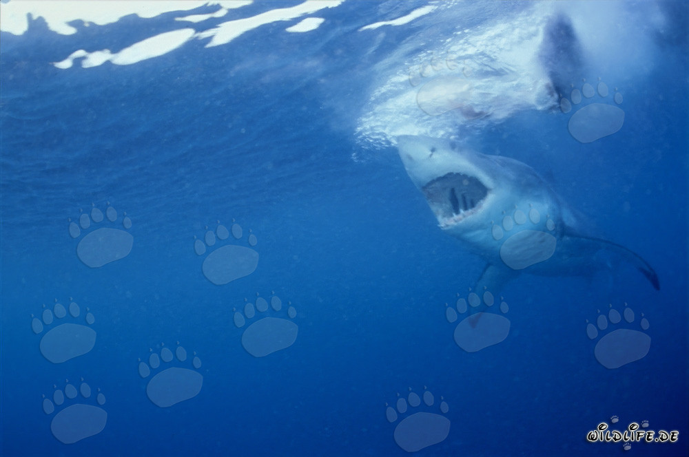 Fascinating Great White Shark - A View from a Seal's Perspective