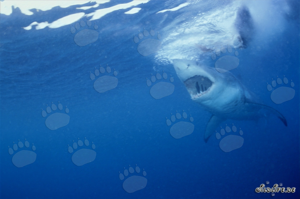 Requin blanc fascinant - Regard à travers les yeux d'un phoque