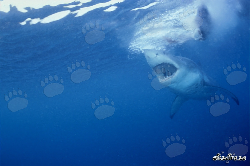 Affascinante squalo bianco - Sguardo attraverso gli occhi di una foca