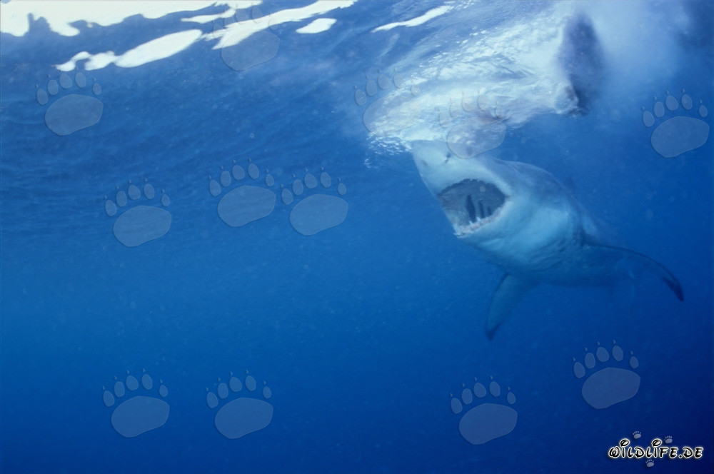 Fascinante tiburón blanco - Mirada a través de los ojos de una foca