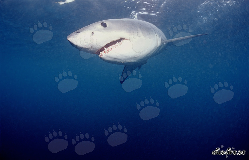 Grand requin blanc puissant chassant des phoques au large de la côte sud-africaine