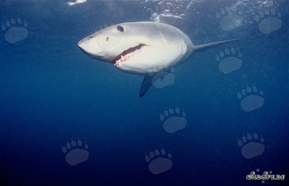 Powerful Great White Shark Hunting Seals off the South African Coast