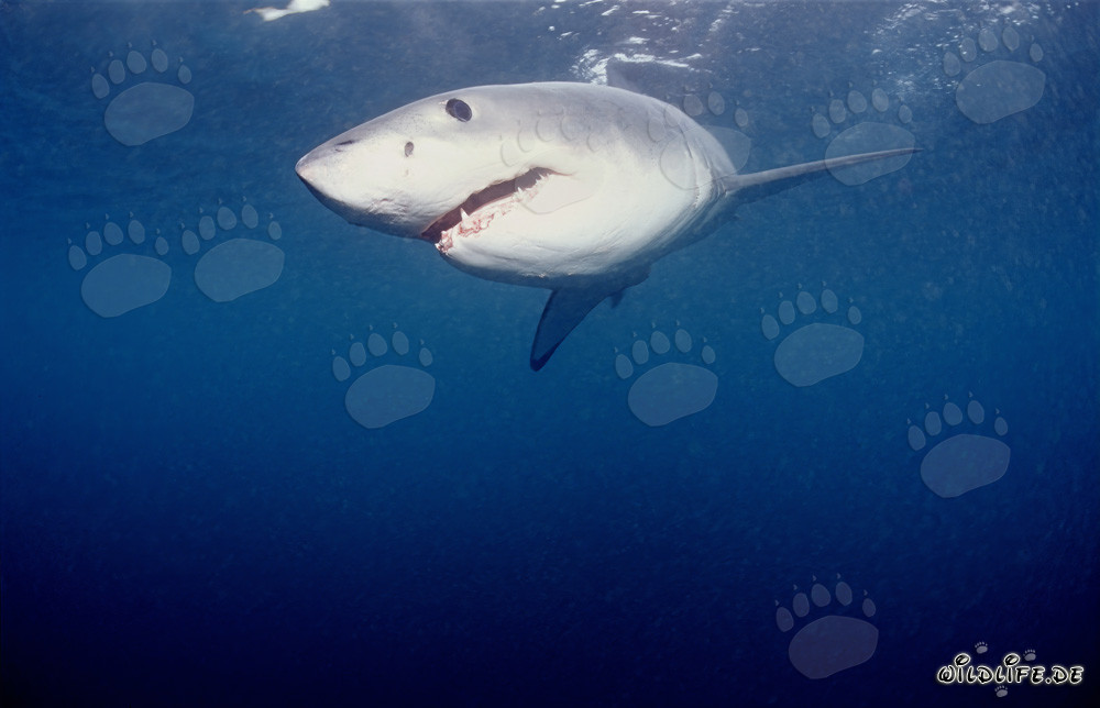 Potente squalo bianco in caccia di foche al largo della costa sudafricana