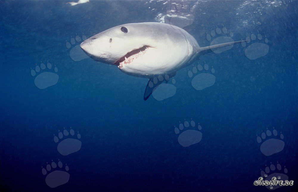 Poderoso tiburón blanco cazando focas frente a la costa sudafricana