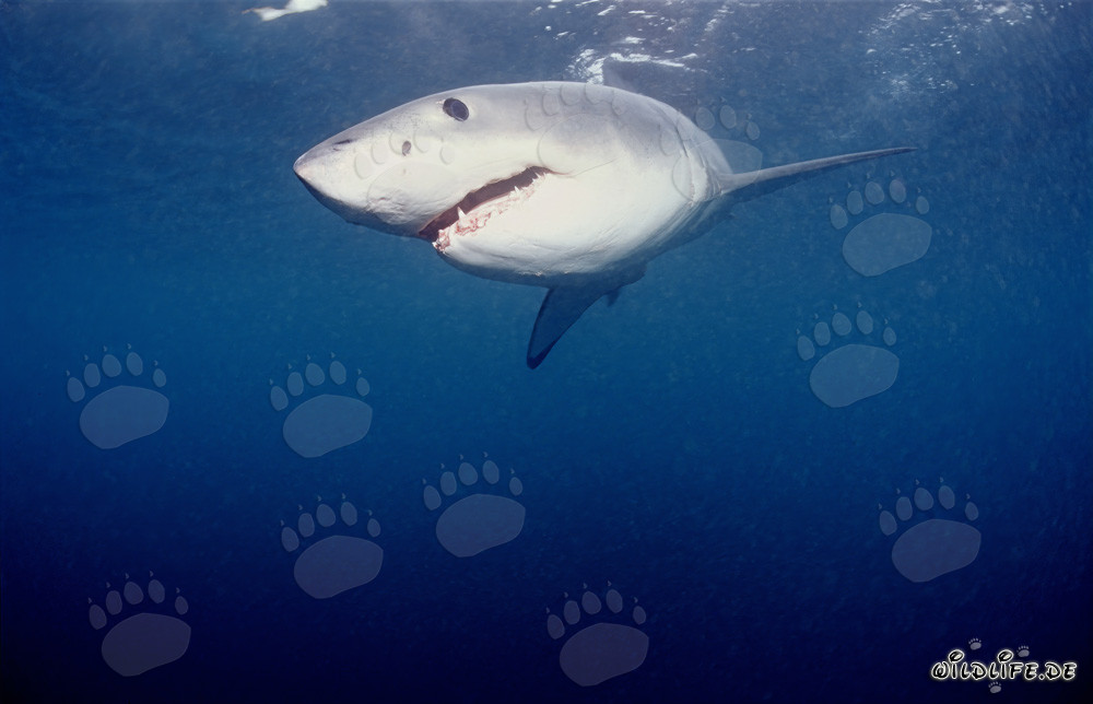 Kraftvoller Weißer Hai auf der Jagd nach Robben vor der Südafrikanischen Küste