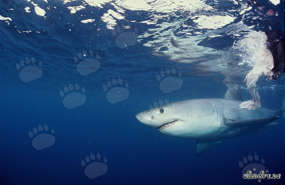 Squalo bianco alla ricerca di prede
