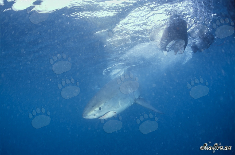 Giovane squalo bianco esplora il mare