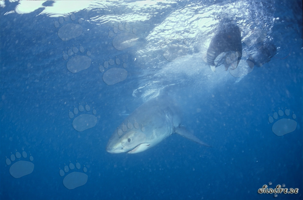 Jeune requin blanc explorant l'océan