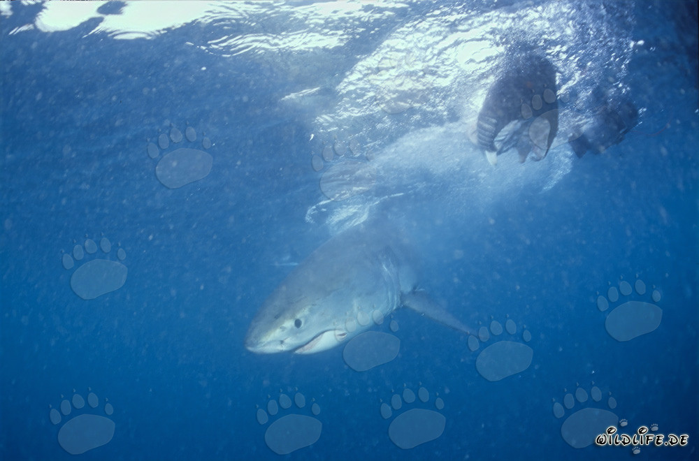 Young Great White Shark Exploring the Ocean
