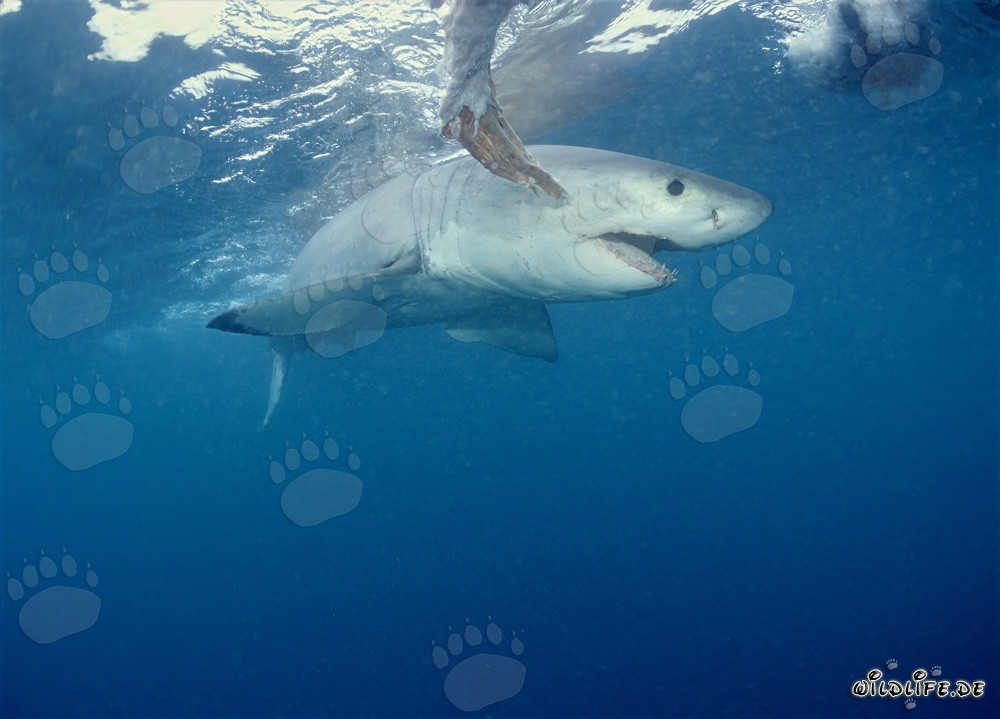 Grand requin blanc imposant tourne autour de l'appât au large des côtes sud-africaines