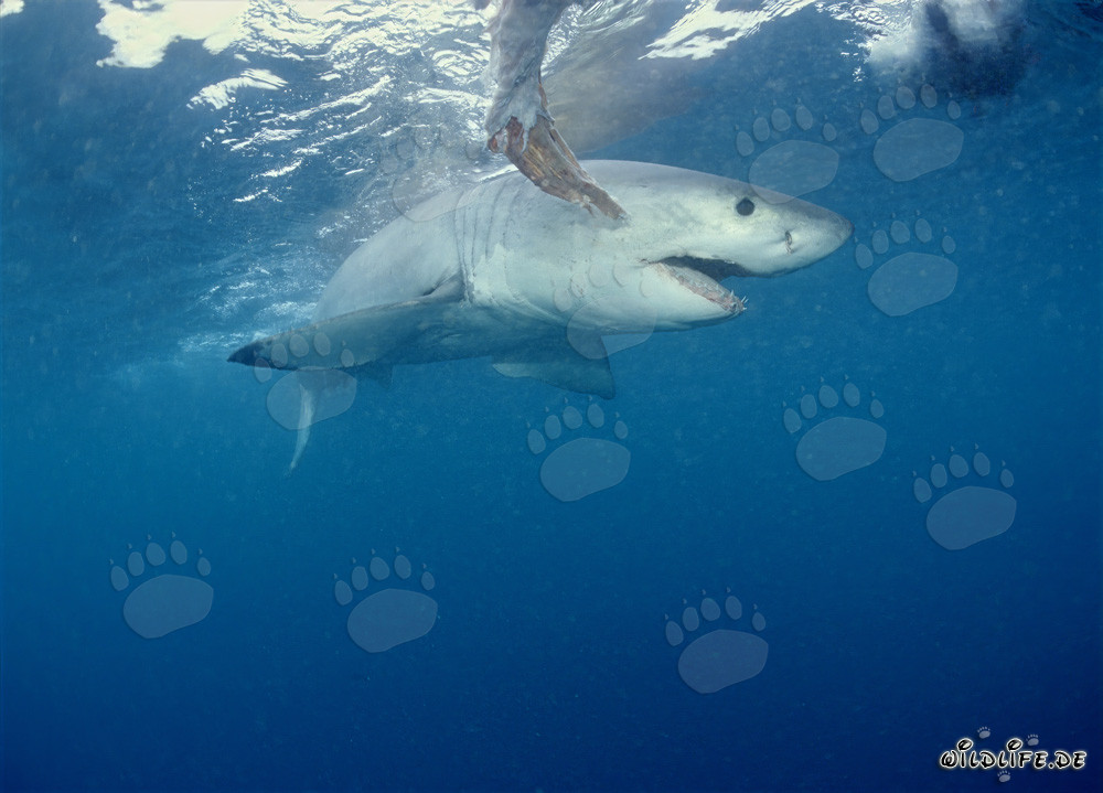 Gran tiburón blanco imponente rodea el cebo frente a la costa de Sudáfrica