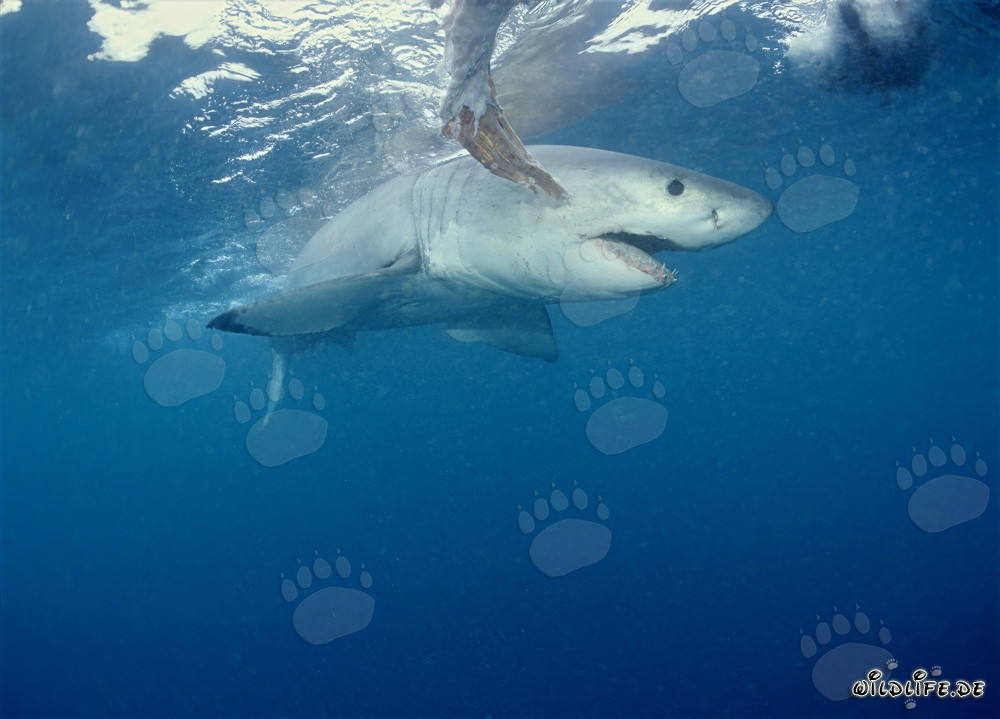 Imponente squalo bianco circonda l'esca al largo della costa sudafricana