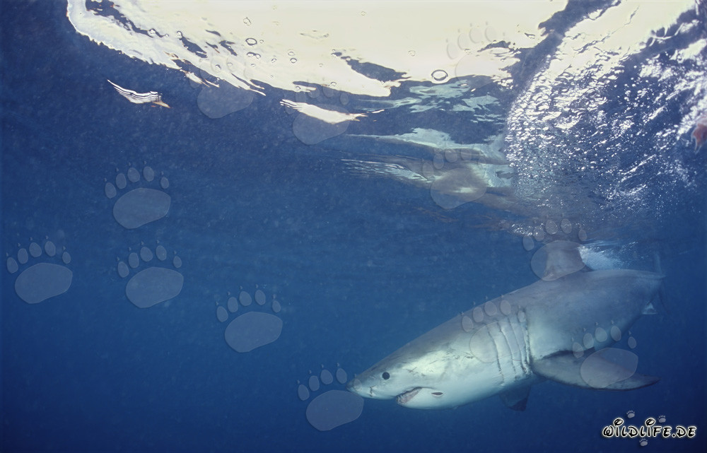 Gran tiburón blanco cazando frente a la costa de Sudáfrica