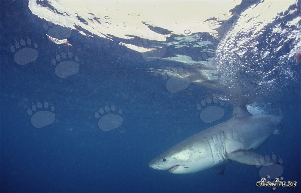 Grand requin blanc chasse au large de la côte sud-africaine
