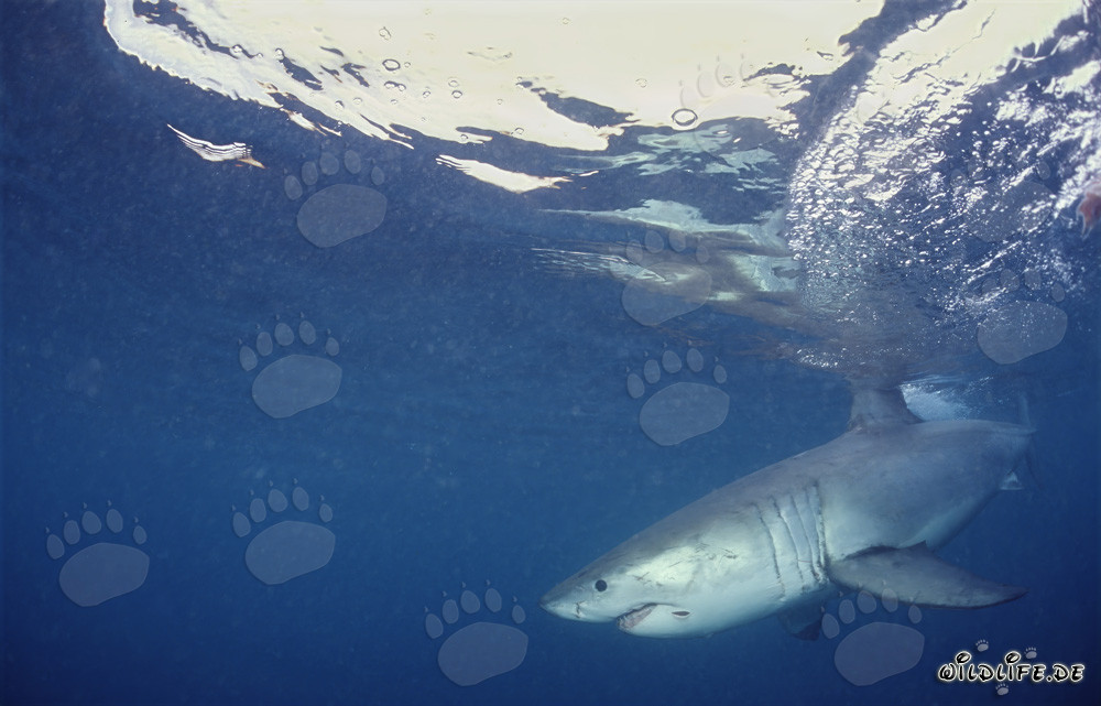 Great white shark hunting off the coast of South Africa