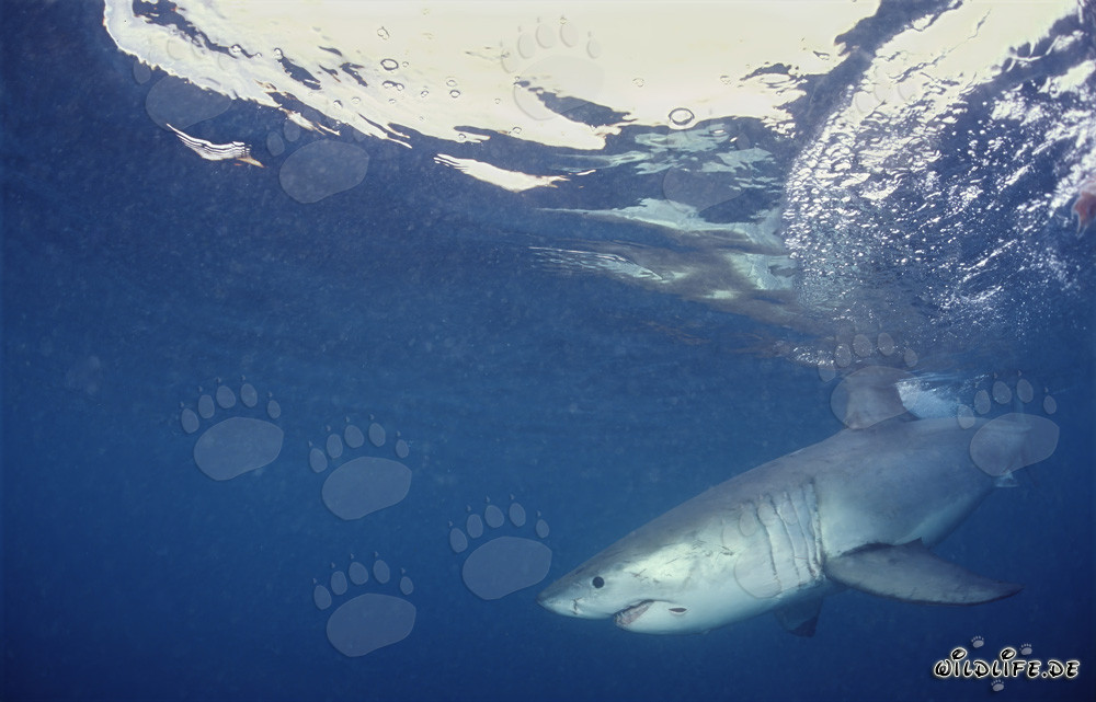 Großer Weißer Hai jagt vor der Küste Südafrikas