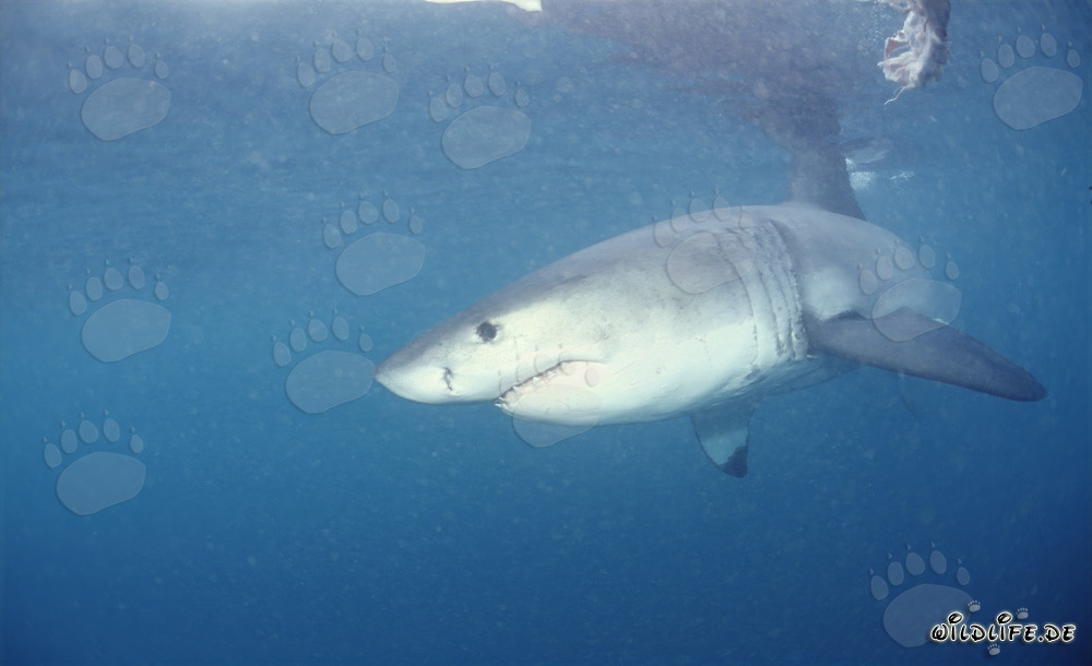 Grand requin blanc : Le redoutable prédateur des mers