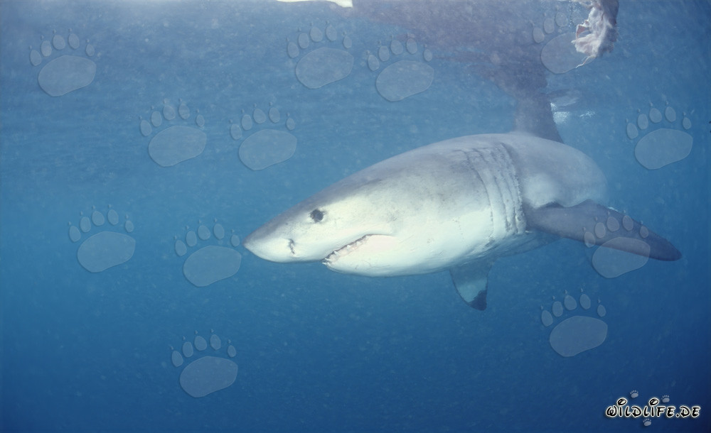 Majestic Great White Shark: The feared predator of the seas