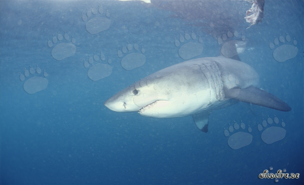 Squalo bianco maestoso: Il temuto predatore dei mari