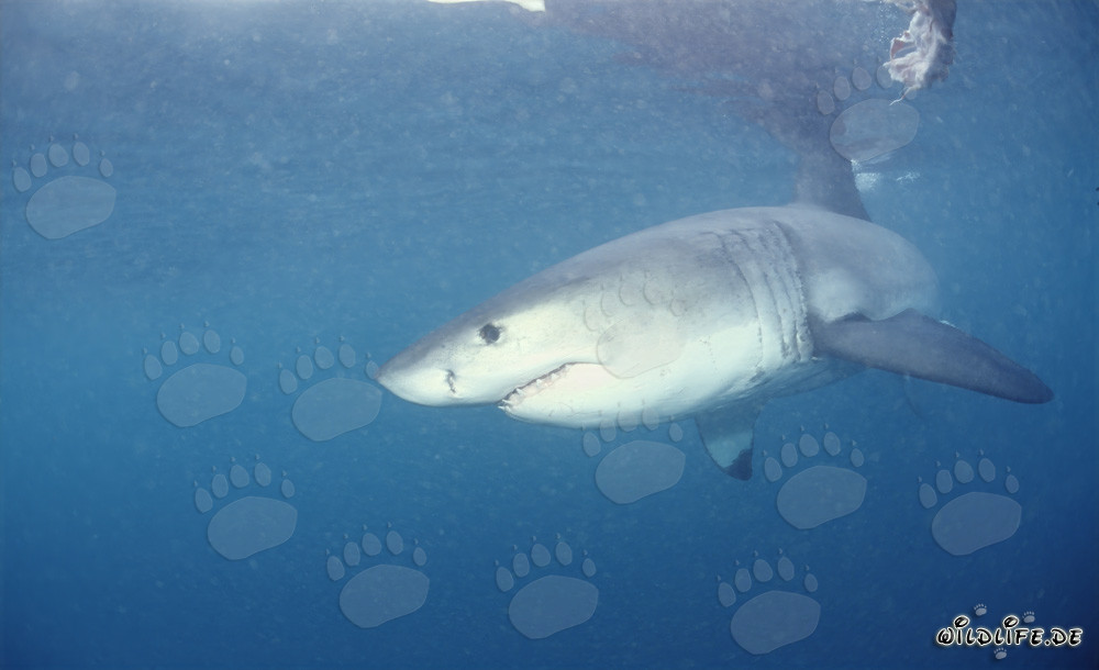 Tiburón blanco majestuoso: El temido depredador de los mares