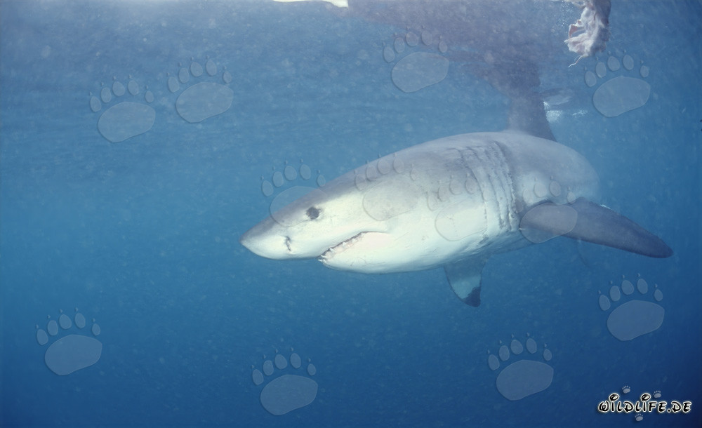 Majestätischer Weißer Hai: Der gefürchtete Räuber der Meere