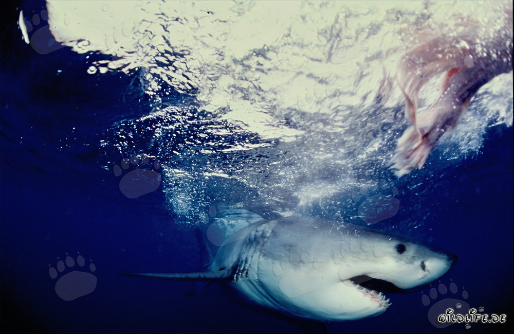 Grande squalo bianco in caccia al largo delle coste del Sud Africa