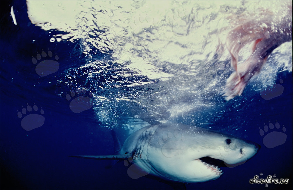 Great White Shark hunting off the coast of South Africa