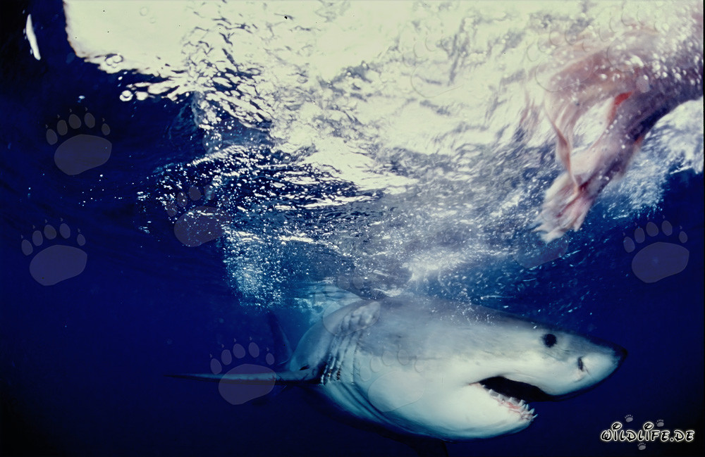 Großer Weißer Hai jagt vor der Küste Südafrikas