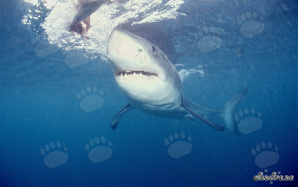Grand requin blanc fascinant au large des côtes sud-africaines