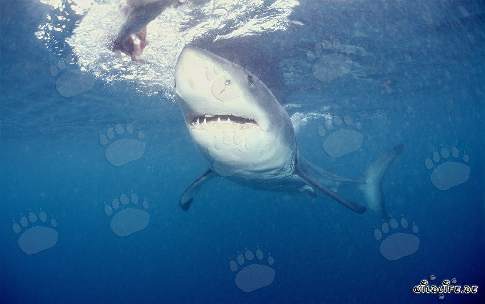 Fascinating Great White Shark off the Coast of South Africa