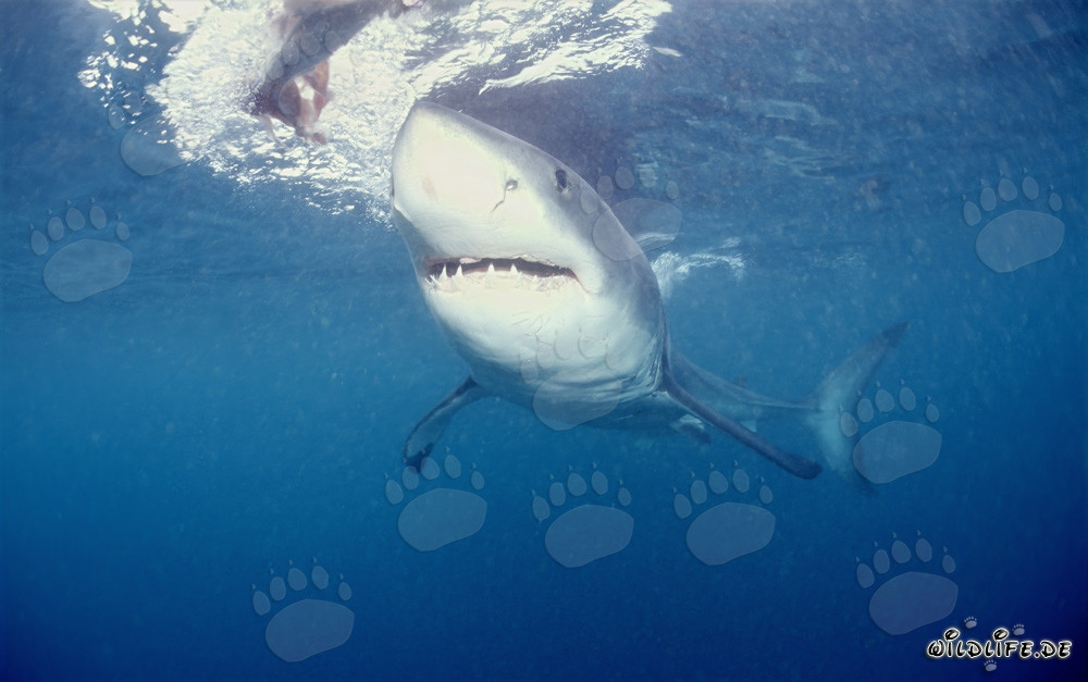 Fascinante tiburón blanco frente a la costa de Sudáfrica