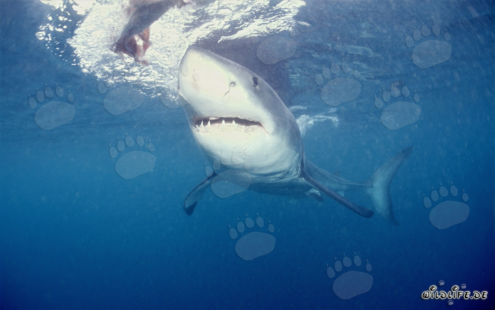 Faszinierender Weißer Hai vor der Küste Südafrikas