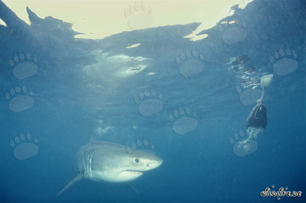 Cría de tiburón blanco frente al cebo para peces
