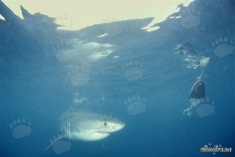 Jeune requin blanc devant l'appât pour poissons