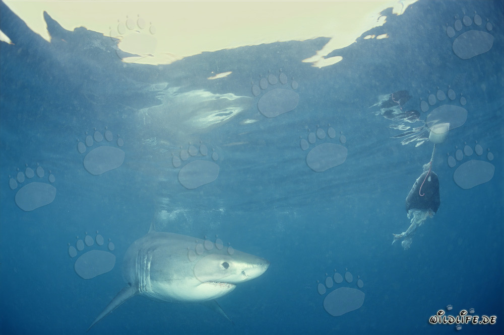 Baby Great White Shark in front of the fish bait
