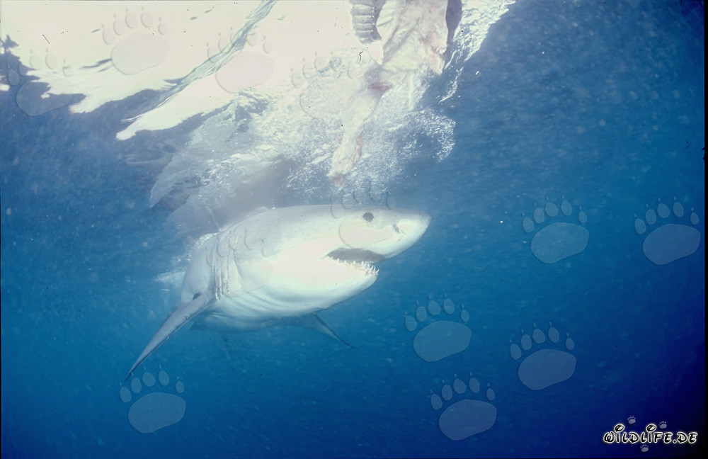 Gran tiburón blanco imponente - Símbolo de los mares y temido depredador