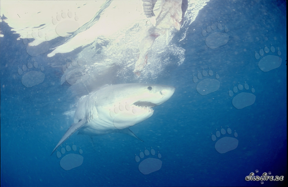 Grand requin blanc imposant - Symbole des mers et redoutable prédateur
