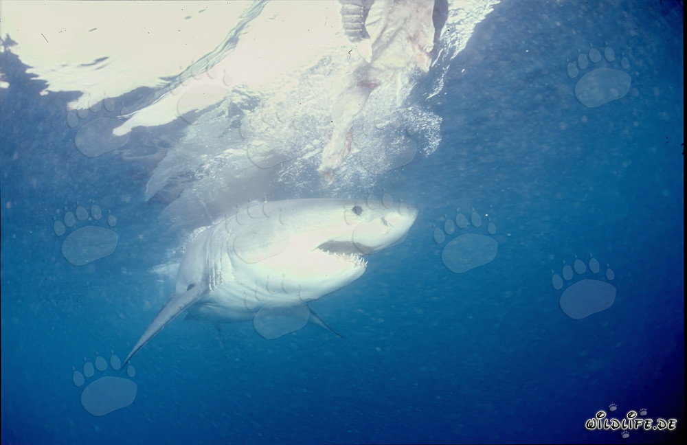 Impressionante squalo bianco - Simbolo dei mari e temuto predatore