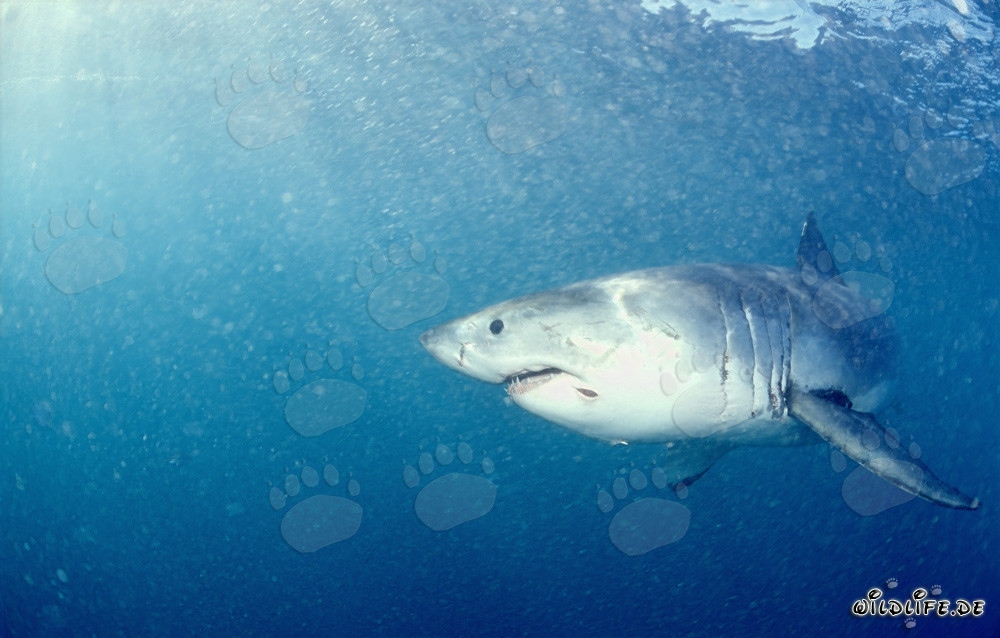 Le Grand Requin Blanc au large de Gansbaai