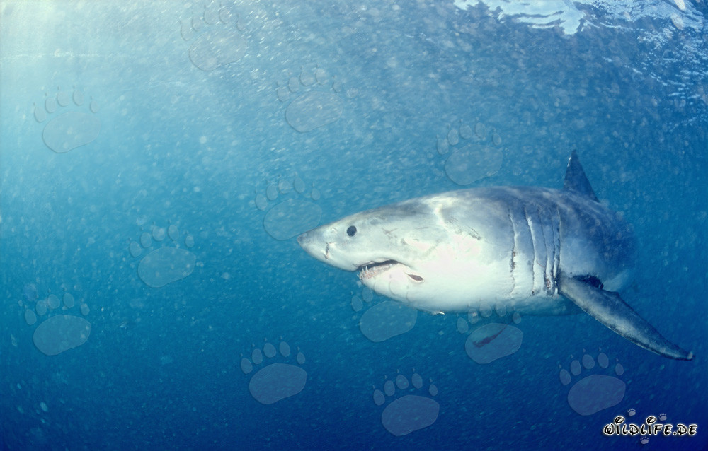El Gran Tiburón Blanco frente a la costa de Gansbaai