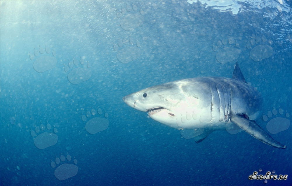 Great White Shark off the Coast of Gansbaai