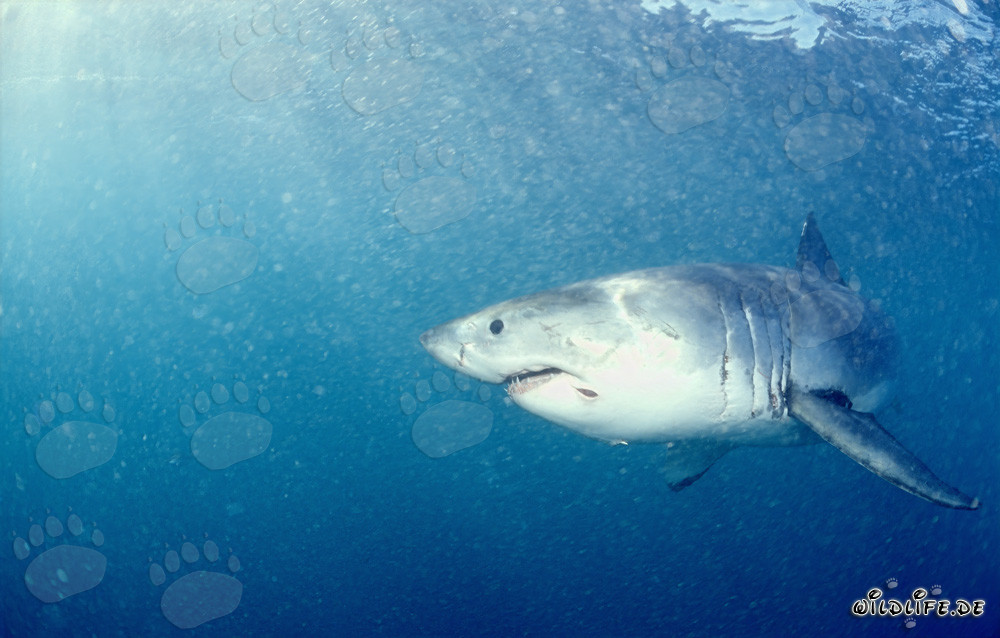 Lo Squalo Bianco al largo di Gansbaai