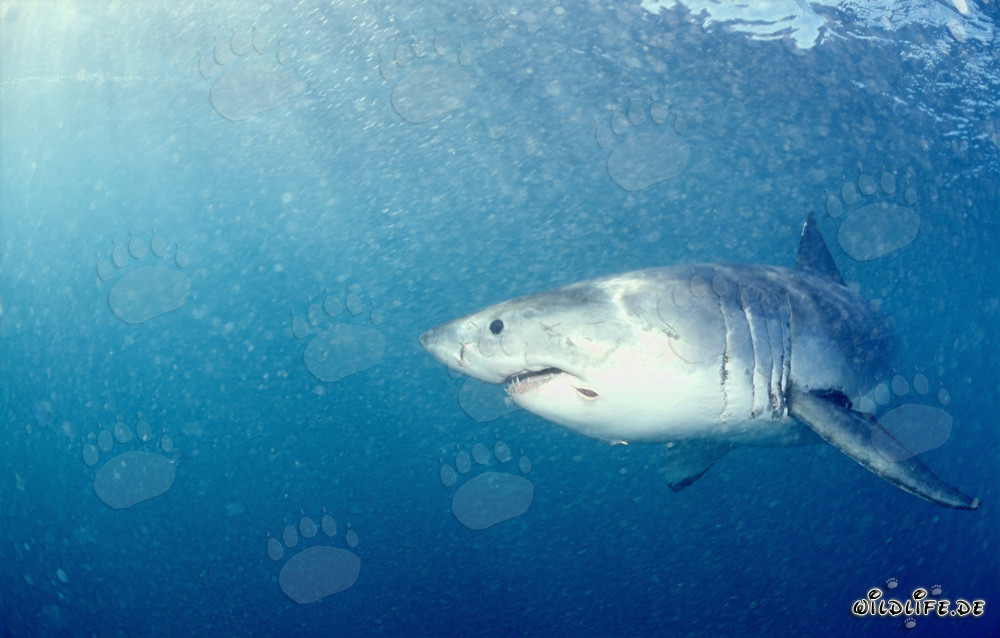 Der Weiße Hai vor der Kueste von Gansbaai