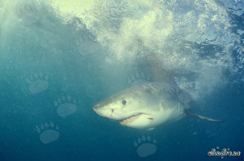 Baby Great White Shark searching for prey