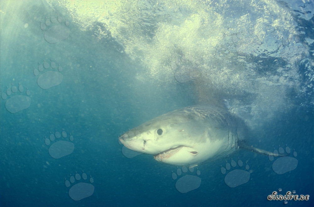 Jeune requin blanc à la recherche de nourriture