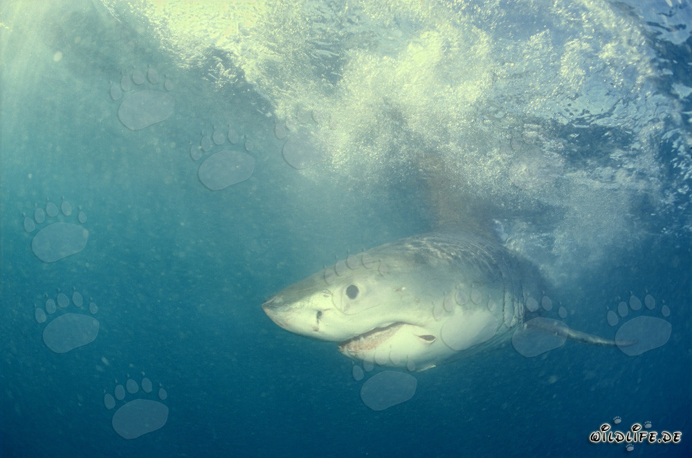 Bebé tiburón blanco en busca de comida