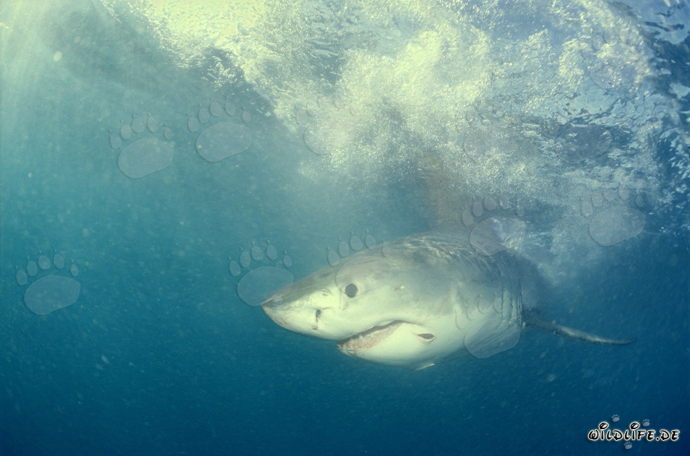 Cucciolo di squalo bianco alla ricerca di cibo