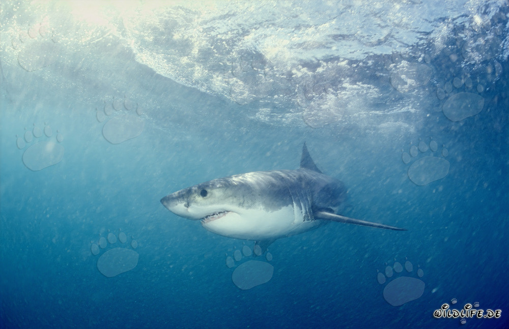 El majestuoso Gran Tiburón Blanco y su reputación como temido depredador de los mares
