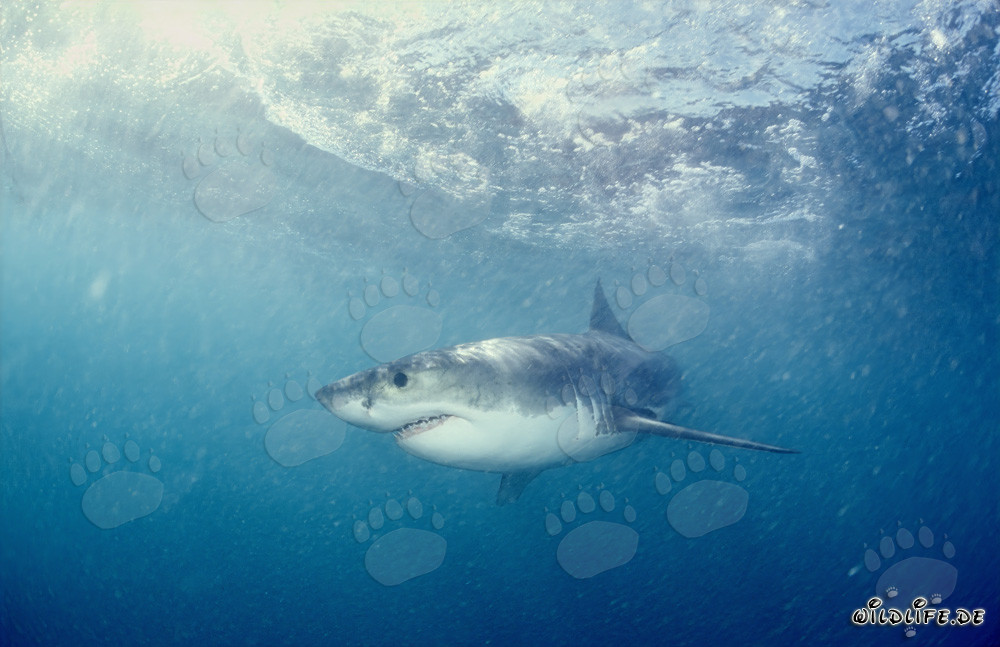 Le majestueux Grand Requin Blanc et sa réputation de redoutable prédateur des mers