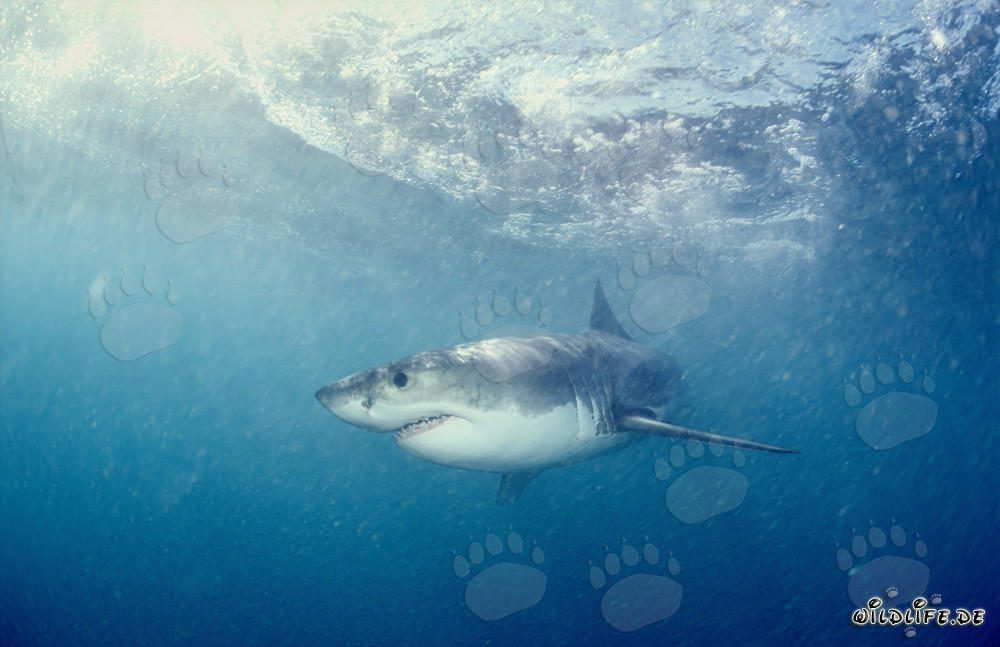 The majestic Great White Shark and its reputation as a feared predator of the seas